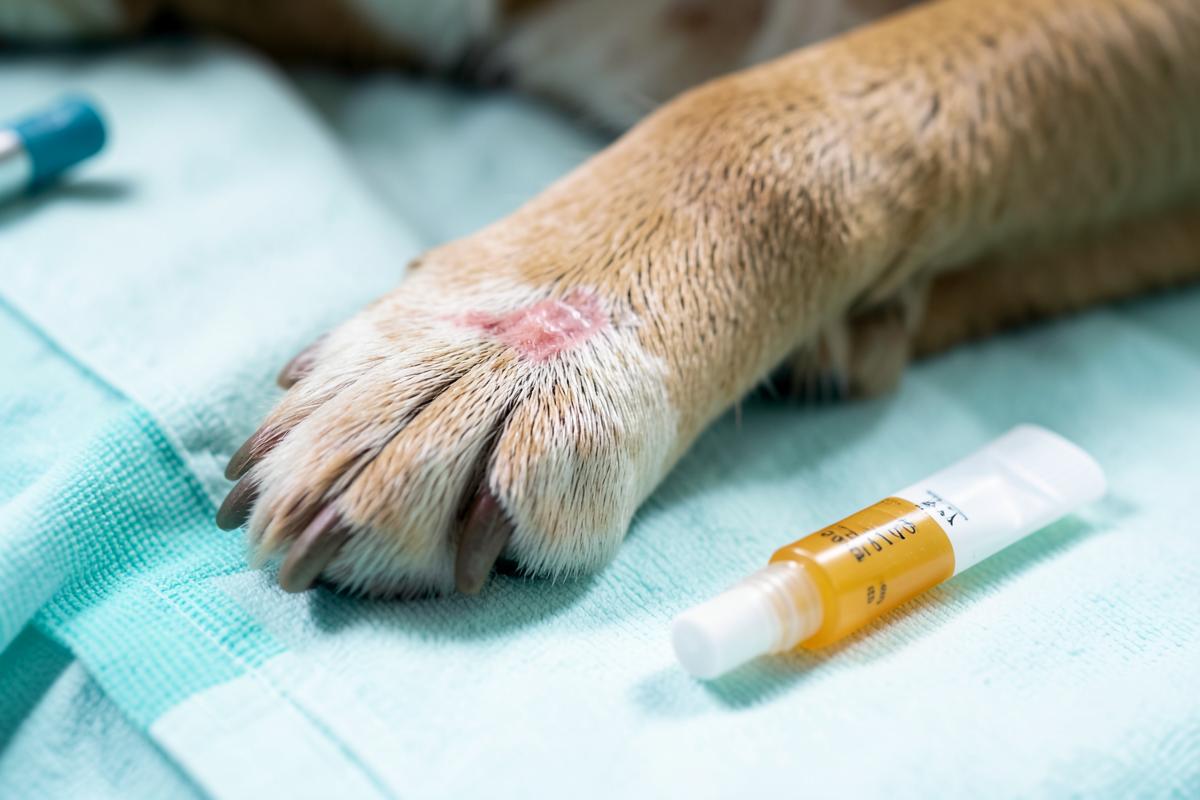 Hondenpoot met klein wondje naast een tube honingzalf